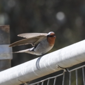 Hirundo neoxena at Lawson, ACT - 3 Sep 2022