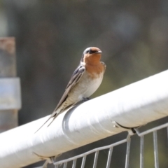 Hirundo neoxena at Lawson, ACT - 3 Sep 2022