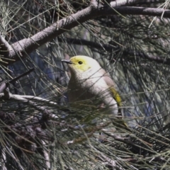 Ptilotula penicillata (White-plumed Honeyeater) at Lake Ginninderra - 3 Sep 2022 by AlisonMilton