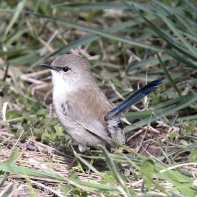 Malurus cyaneus (Superb Fairywren) at Belconnen, ACT - 3 Sep 2022 by AlisonMilton