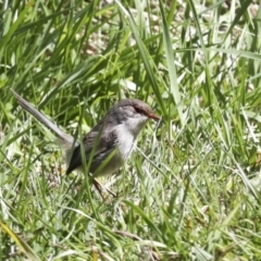 Malurus cyaneus at Belconnen, ACT - 3 Sep 2022 01:20 PM