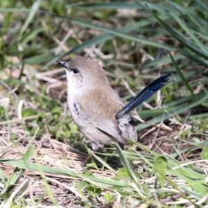 Malurus cyaneus at Belconnen, ACT - 3 Sep 2022 01:20 PM