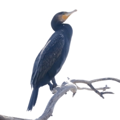 Phalacrocorax carbo (Great Cormorant) at Lake Ginninderra - 3 Sep 2022 by AlisonMilton