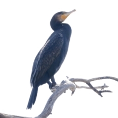 Phalacrocorax carbo (Great Cormorant) at Belconnen, ACT - 3 Sep 2022 by AlisonMilton