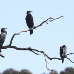 Phalacrocorax carbo at Belconnen, ACT - 3 Sep 2022 12:30 PM