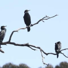 Phalacrocorax carbo at Belconnen, ACT - 3 Sep 2022