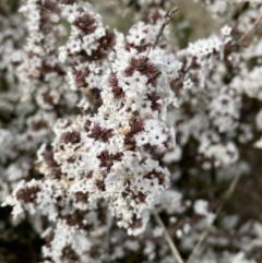Styphelia attenuata (Small-leaved Beard Heath) at Conder, ACT - 4 Sep 2022 by Mavis