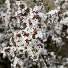 Leucopogon attenuatus (Small-leaved Beard Heath) at Conder, ACT - 4 Sep 2022 by Mavis