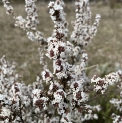 Leucopogon attenuatus at Conder, ACT - 4 Sep 2022