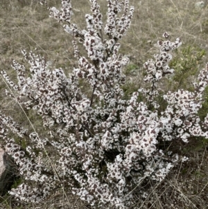 Leucopogon attenuatus at Conder, ACT - 4 Sep 2022
