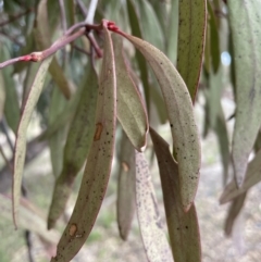 Muellerina eucalyptoides (Creeping Mistletoe) at Tuggeranong Hill - 4 Sep 2022 by Mavis