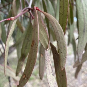 Muellerina eucalyptoides at Conder, ACT - 4 Sep 2022