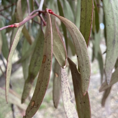 Muellerina eucalyptoides (Creeping Mistletoe) at Tuggeranong Hill - 4 Sep 2022 by Mavis