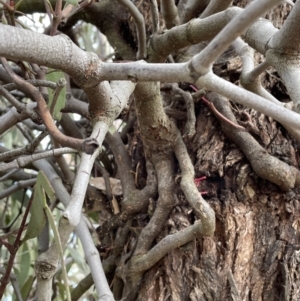 Muellerina eucalyptoides at Conder, ACT - 4 Sep 2022