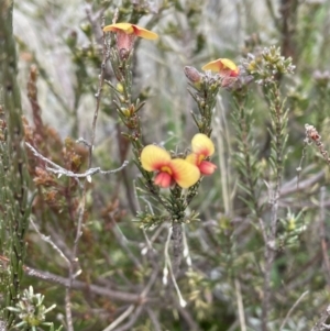 Dillwynia sericea at Conder, ACT - 4 Sep 2022 01:06 PM