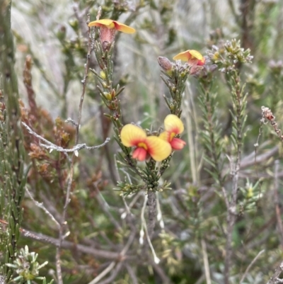 Dillwynia sericea (Egg And Bacon Peas) at Conder, ACT - 4 Sep 2022 by Mavis