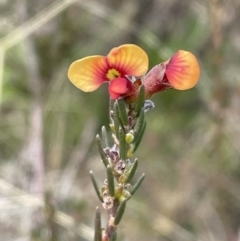 Dillwynia sericea at Conder, ACT - 4 Sep 2022 01:06 PM