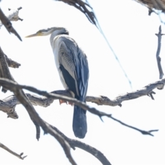 Anhinga novaehollandiae (Australasian Darter) at Belconnen, ACT - 3 Sep 2022 by AlisonMilton