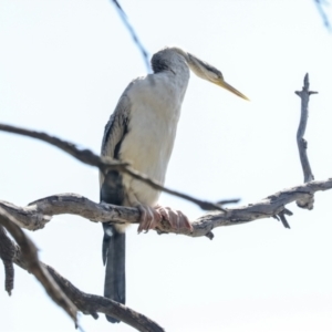 Anhinga novaehollandiae at Belconnen, ACT - 3 Sep 2022