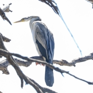 Anhinga novaehollandiae at Belconnen, ACT - 3 Sep 2022