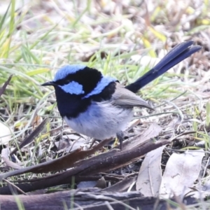 Malurus cyaneus at Belconnen, ACT - 3 Sep 2022 01:28 PM