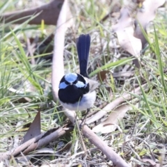 Malurus cyaneus at Belconnen, ACT - 3 Sep 2022 01:28 PM