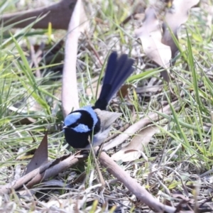 Malurus cyaneus at Belconnen, ACT - 3 Sep 2022 01:28 PM