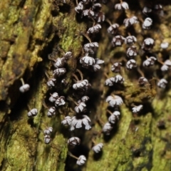 Physarum sp. (genus) (A slime mould) at Tidbinbilla Nature Reserve - 31 Aug 2022 by TimL