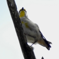 Pardalotus striatus (Striated Pardalote) at Werai - 31 Aug 2022 by GlossyGal