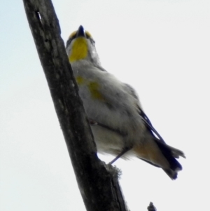 Pardalotus striatus at Werai, NSW - 31 Aug 2022