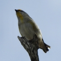 Pardalotus striatus at Werai, NSW - 31 Aug 2022