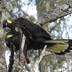 Zanda funerea (Yellow-tailed Black-Cockatoo) at Wingecarribee Local Government Area - 31 Aug 2022 by GlossyGal