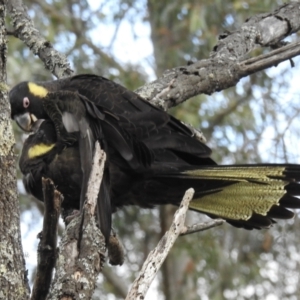 Calyptorhynchus funereus (Yellow-tailed Black-Cockatoo) at suppressed by GlossyGal