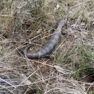 Tiliqua scincoides scincoides at Throsby, ACT - 4 Sep 2022