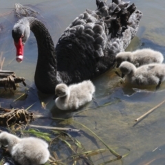 Cygnus atratus (Black Swan) at Lake Ginninderra - 3 Sep 2022 by AlisonMilton