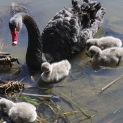 Cygnus atratus (Black Swan) at Belconnen, ACT - 3 Sep 2022 by AlisonMilton