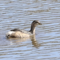 Tachybaptus novaehollandiae (Australasian Grebe) at Belconnen, ACT - 3 Sep 2022 by AlisonMilton