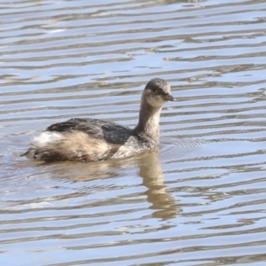 Tachybaptus novaehollandiae at Belconnen, ACT - 3 Sep 2022