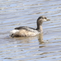 Tachybaptus novaehollandiae at Belconnen, ACT - 3 Sep 2022