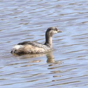 Tachybaptus novaehollandiae at Belconnen, ACT - 3 Sep 2022