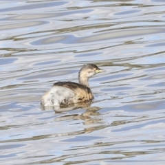 Tachybaptus novaehollandiae (Australasian Grebe) at Belconnen, ACT - 3 Sep 2022 by AlisonMilton