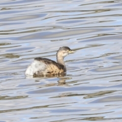 Tachybaptus novaehollandiae at Belconnen, ACT - 3 Sep 2022