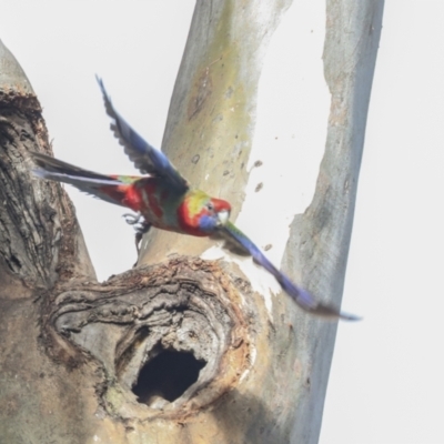 Platycercus elegans (Crimson Rosella) at Belconnen, ACT - 3 Sep 2022 by AlisonMilton