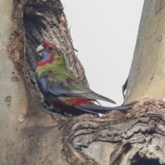 Platycercus elegans at Belconnen, ACT - 3 Sep 2022 01:57 PM