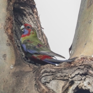 Platycercus elegans at Belconnen, ACT - 3 Sep 2022 01:57 PM