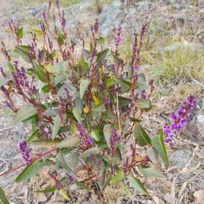 Hardenbergia violacea (False Sarsaparilla) at Isaacs Ridge and Nearby - 4 Sep 2022 by Mike