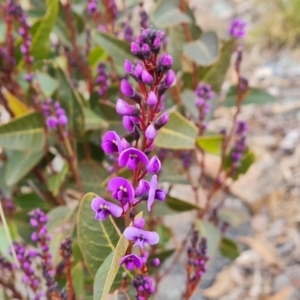 Hardenbergia violacea at Isaacs, ACT - 4 Sep 2022 12:41 PM