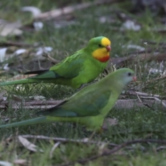 Polytelis swainsonii (Superb Parrot) at Lake Ginninderra - 3 Sep 2022 by AlisonMilton