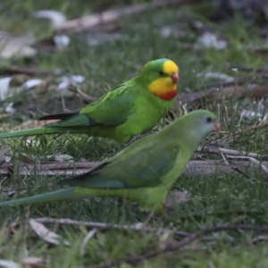 Polytelis swainsonii at Belconnen, ACT - suppressed