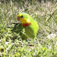 Polytelis swainsonii at Belconnen, ACT - suppressed